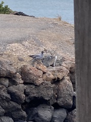 Leucophaeus fuliginosus