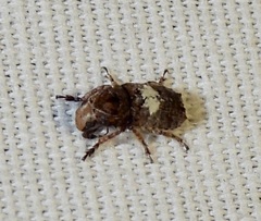 Toxonotus cornutus