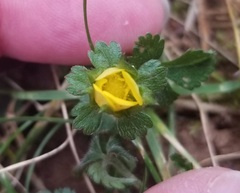 Potentilla indica