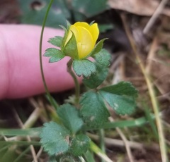Potentilla indica