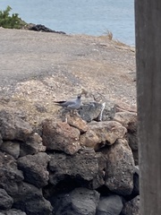 Leucophaeus fuliginosus