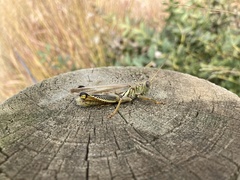 Melanoplus differentialis