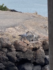 Leucophaeus fuliginosus