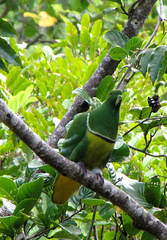 Drepanoptila holosericea