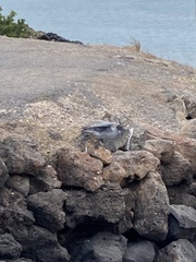 Leucophaeus fuliginosus