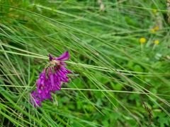 Hedysarum caucasicum