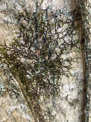 Frullania eboracensis