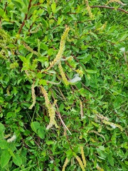 Salix kazbekensis