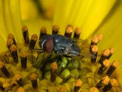 Eusiphona