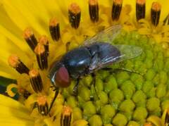 Eusiphona
