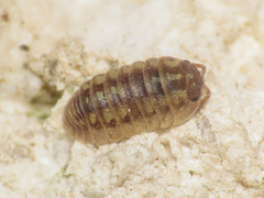Armadillidium