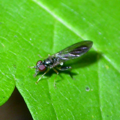 Sphegina