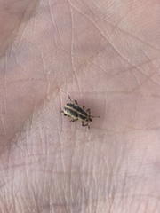 Eudiagogus rosenschoeldi