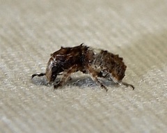 Toxonotus cornutus
