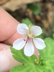 Geranium maculatum