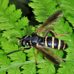 Temnostoma bombylans