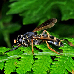 Temnostoma bombylans