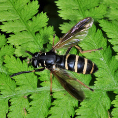 Temnostoma bombylans