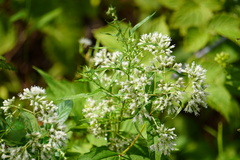 Eupatorium sessilifolium