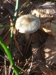 Rhodocollybia butyracea