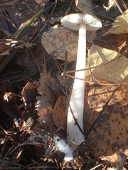 Rhodocollybia butyracea