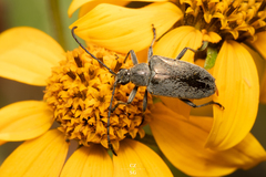 Tomentgaurotes batesi