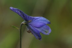 Delphinium pedatisectum
