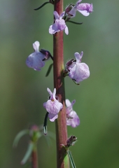 Sairocarpus coulterianus