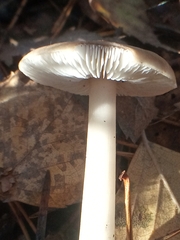 Rhodocollybia butyracea