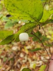 Symphoricarpos albus