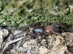 Haplodrassus
