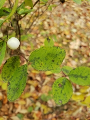 Symphoricarpos albus