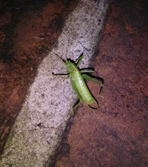 Meconema meridionale