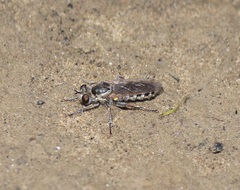 Laphystia