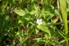 Geranium thunbergii