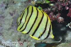 Chaetodon octofasciatus