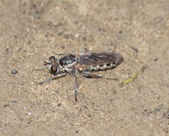 Laphystia