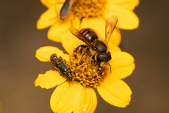 Osmia azteca