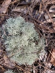 Cladonia subtenuis
