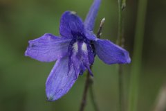 Delphinium pedatisectum