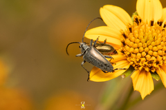 Tomentgaurotes batesi