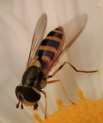 Syrphus rectus