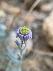 Erigeron parishii