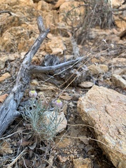 Erigeron parishii