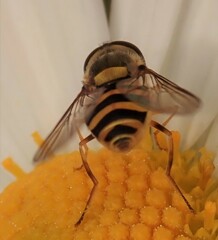 Syrphus rectus