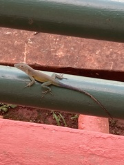 Anolis grahami