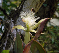 Rhyncholaelia