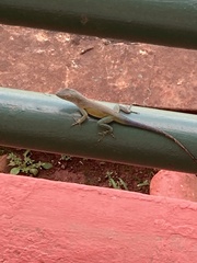 Anolis grahami