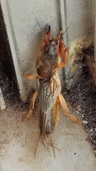Gryllotalpa
