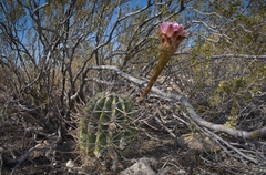 Echinopsis leucantha
